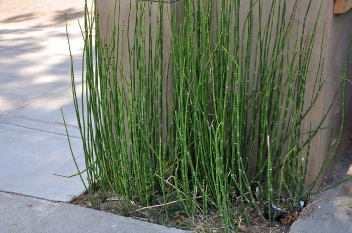 Equisetum hyemale