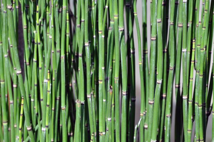 Plant photo of: Equisetum hyemale