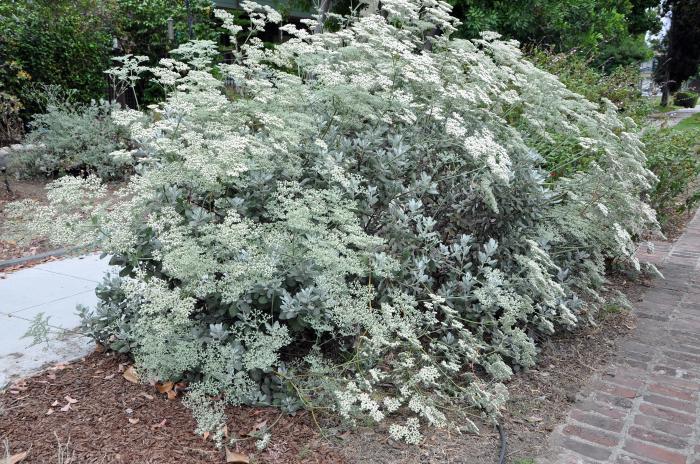 Plant photo of: Eriogonum giganteum