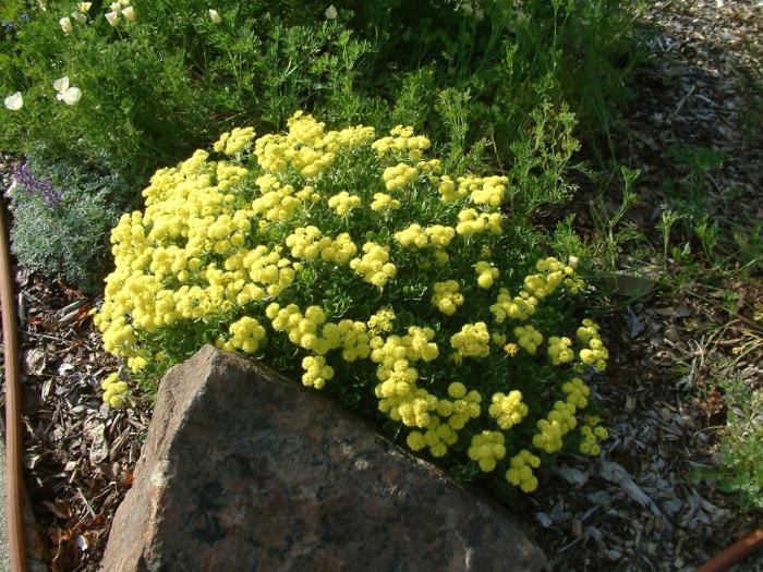 Plant photo of: Eriogonum umbellatum