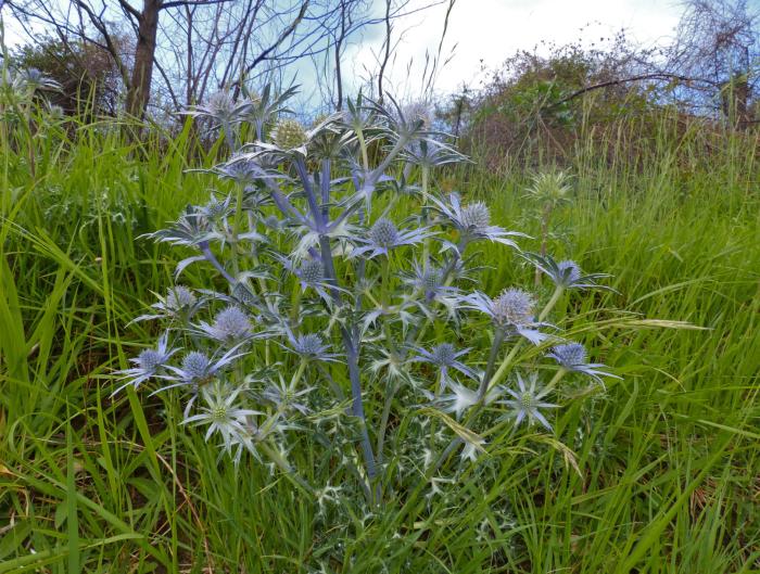 Plant photo of: Eryngium planum