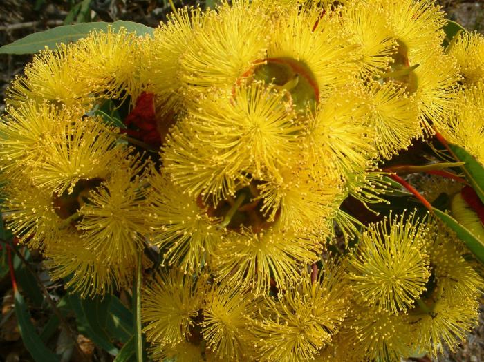 Plant photo of: Eucalyptus erythrocorys