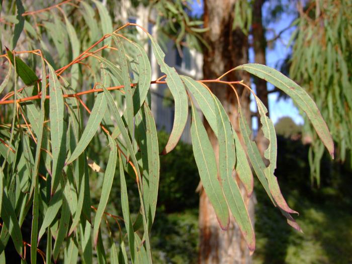 Plant photo of: Eucalyptus torquata