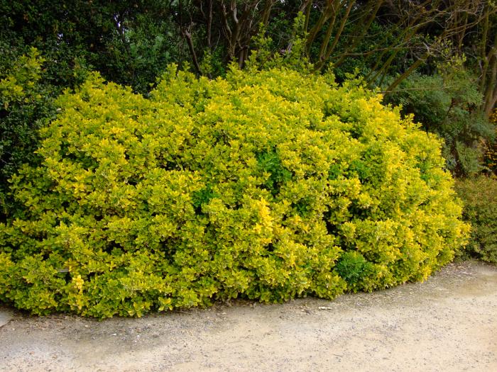 Euonymus japonicus 'Aureovariegatus'