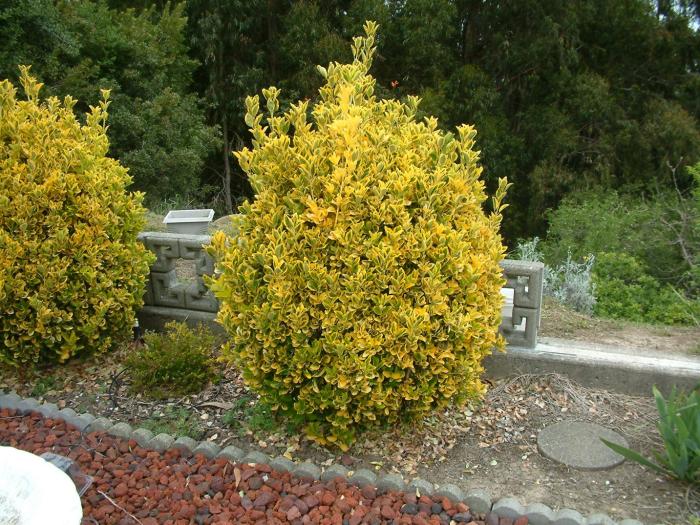 Plant photo of: Euonymus japonicus 'Aureovariegatus'