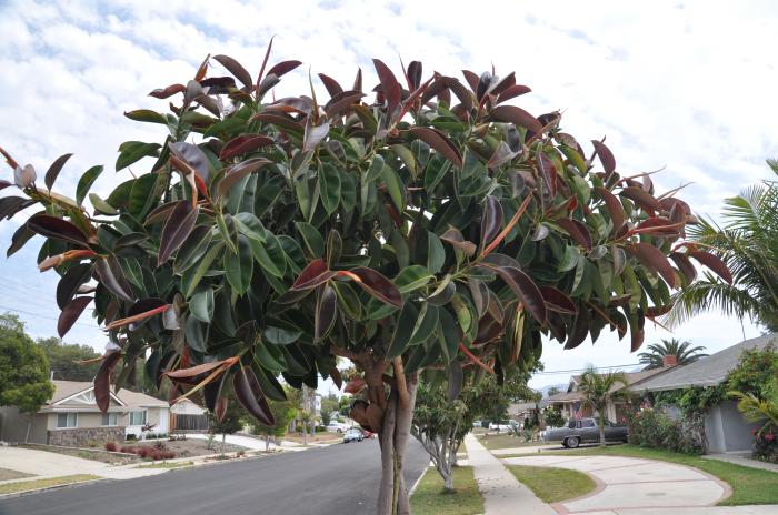 Plant photo of: Ficus elastica