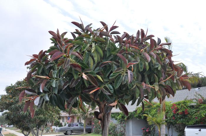 Plant photo of: Ficus elastica