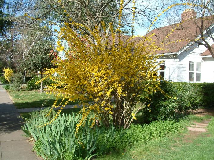 Plant photo of: Forsythia X intermedia