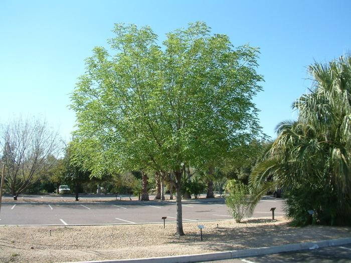 Fraxinus uhdei 'Orange County'