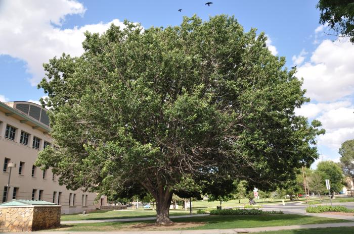 Plant photo of: Fraxinus velutina