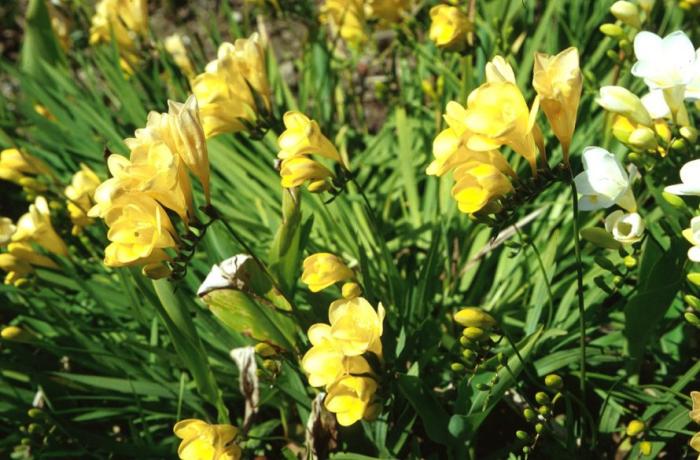 Plant photo of: Freesia X hybrids