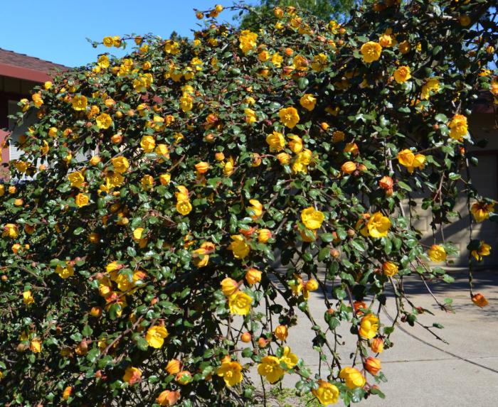 Plant photo of: Fremontodendron 'Ken Taylor'