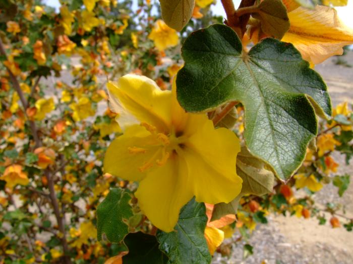 Fremontodendron 'Pacific Sunset'