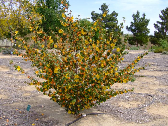 Plant photo of: Fremontodendron 'Pacific Sunset'