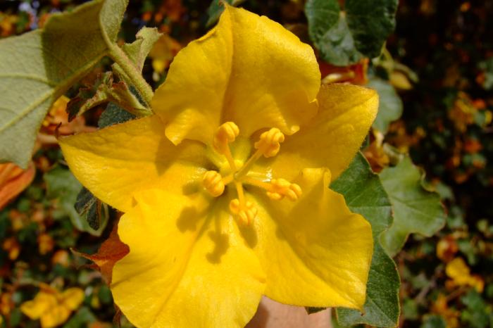 Fremontodendron californicum