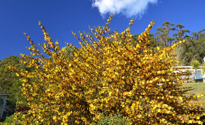 Plant photo of: Fremontodendron californicum