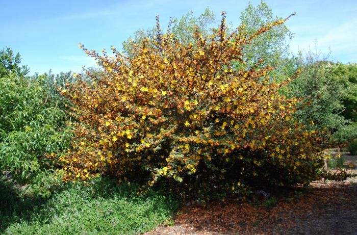 Plant photo of: Fremontodendron californicum