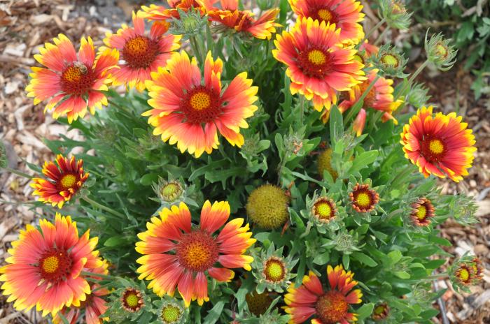 Plant photo of: Gaillardia X grandiflora