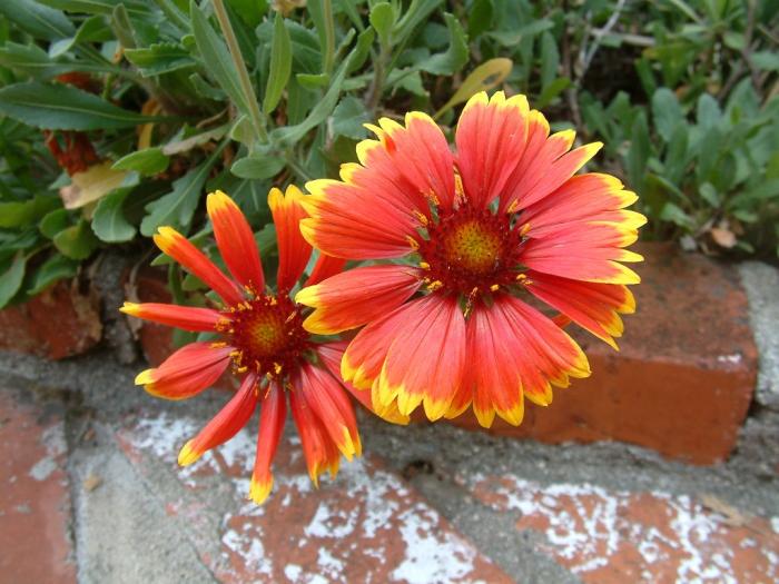 Plant photo of: Gaillardia X grandiflora