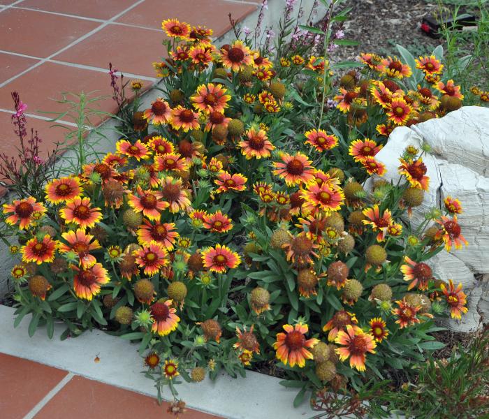 Gaillardia X grandiflora 'Goblin'