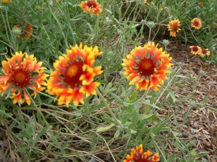 Plant photo of: Gaillardia X grandiflora 'Monarch'