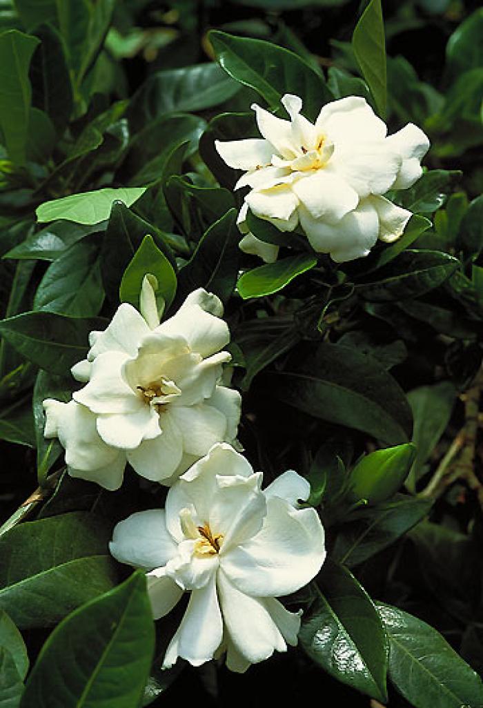 Plant photo of: Gardenia augusta 'Veitchii'