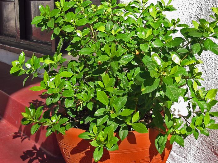 Plant photo of: Gardenia augusta 'Veitchii'