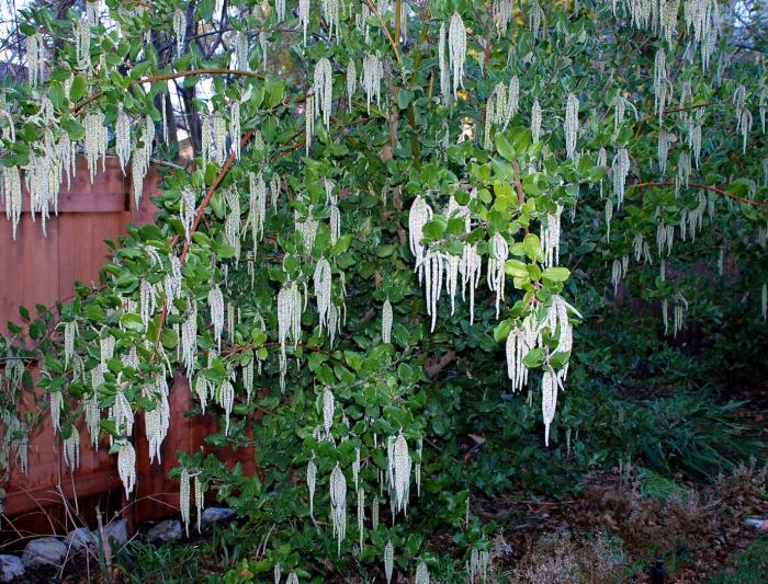 Garrya elliptica 'James Roof'