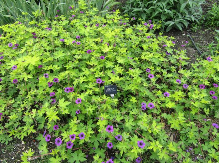 Plant photo of: Geranium 'Ann Folkard'