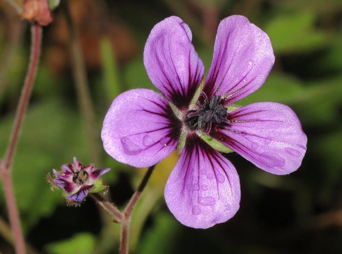 Plant photo of: Geranium 'Ann Folkard'