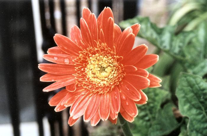 Plant photo of: Gerbera jamesonii