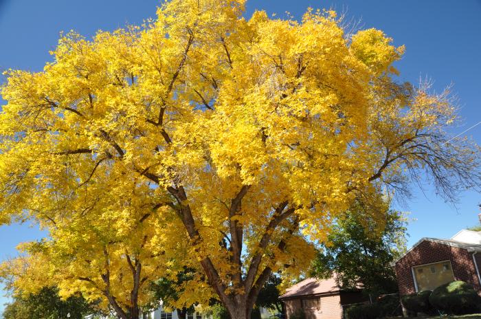 Plant photo of: Ginkgo biloba 'Autumn Gold'