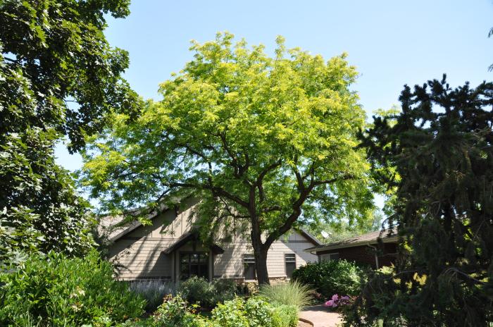 Gleditsia triacanthos 'Shademaster'