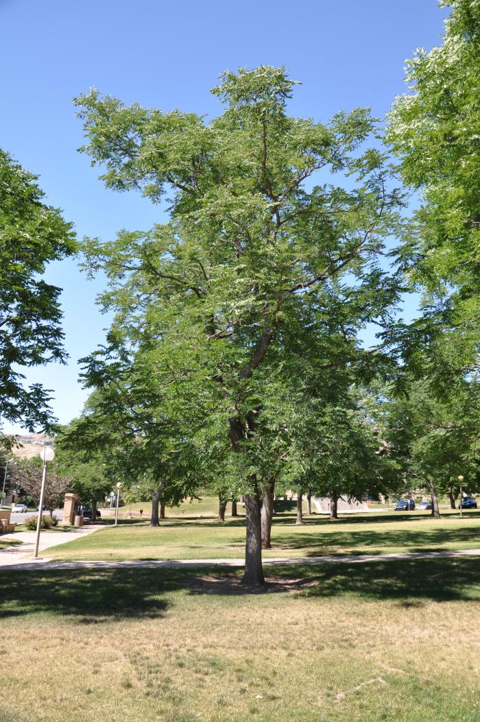 Plant photo of: Gleditsia triacanthos 'Shademaster'