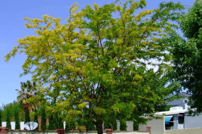 Gleditsia triacanthos 'Sunburst'