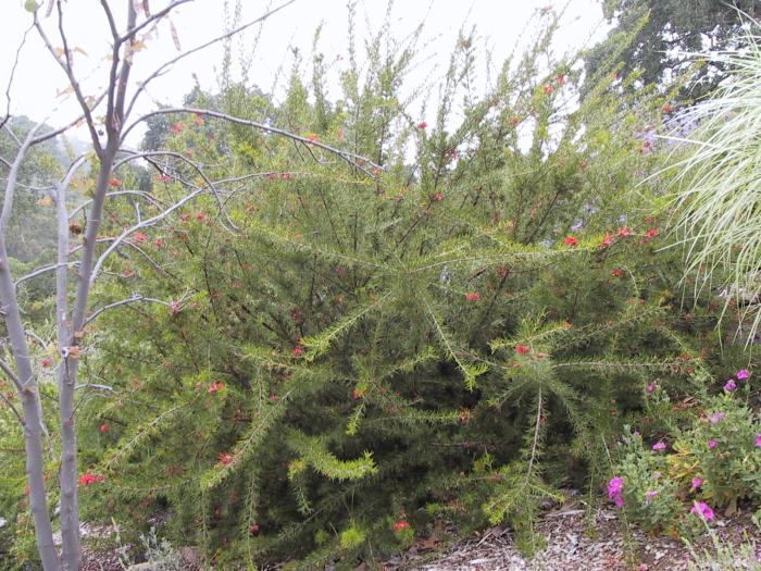 Plant photo of: Grevillea 'Canberra Gem'