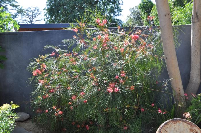 Grevillea 'Long John'