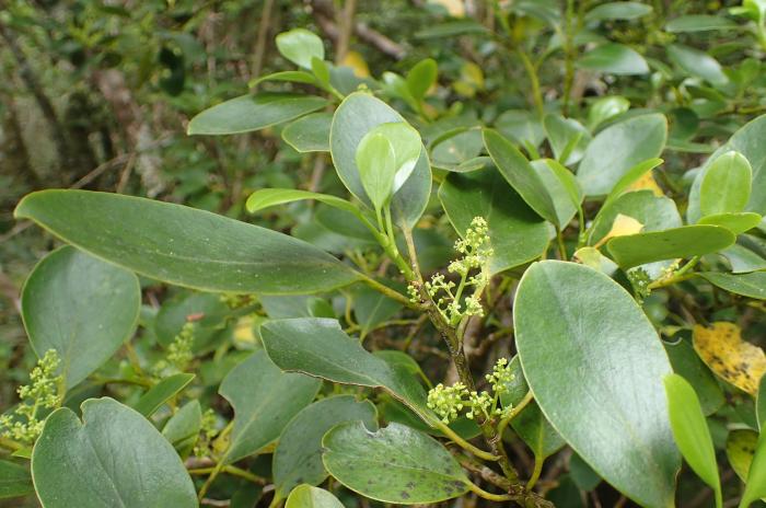 Plant photo of: Griselinia littoralis