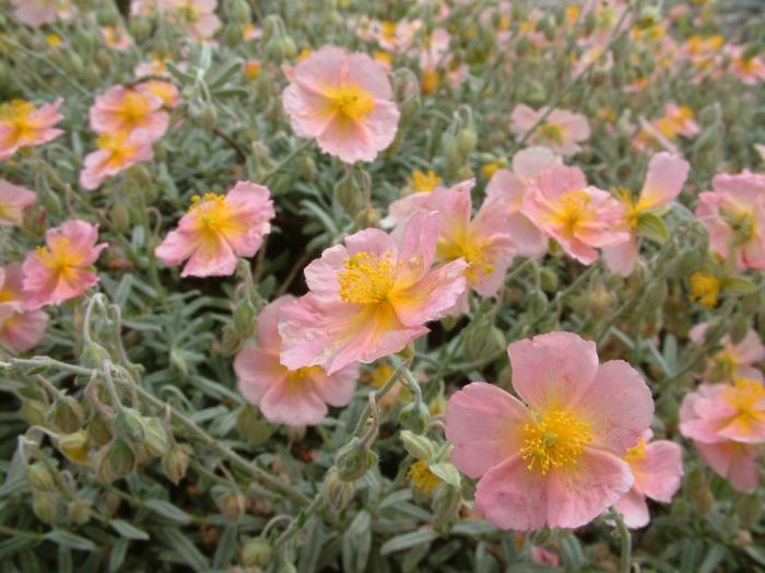 Plant photo of: Helianthemum num. 'Wisley Pink'