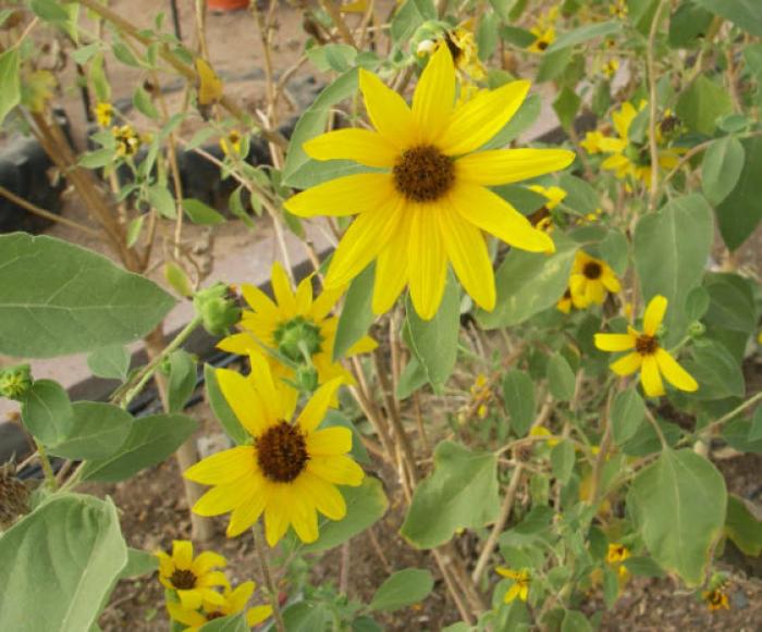 Plant photo of: Helianthus maximilianii