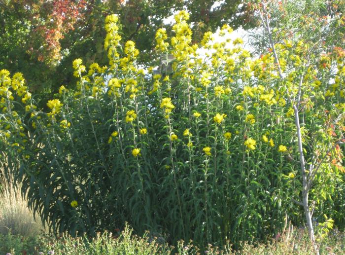 Plant photo of: Helianthus maximilianii