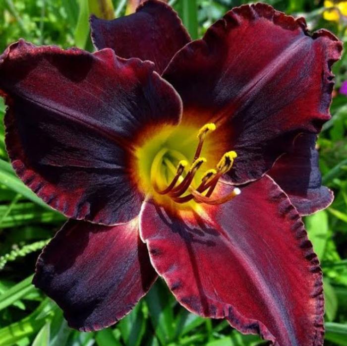 Plant photo of: Hemerocallis 'Acapulco Night'