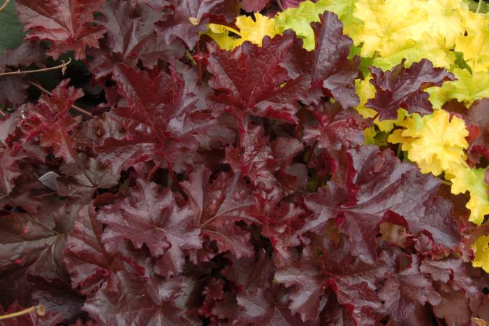 Heuchera 'Chocolate Ruffles'