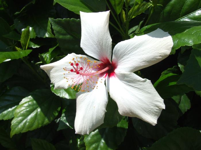 Hibiscus rosa-sinensis