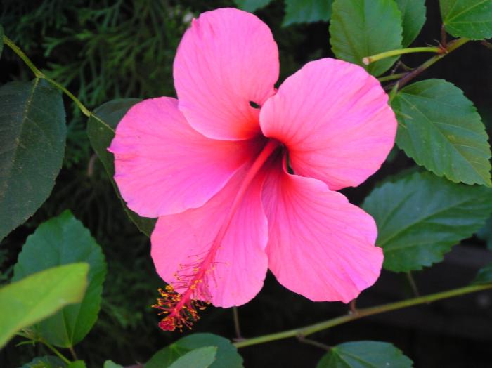 Plant photo of: Hibiscus rosa-sinensis