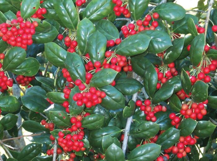 Ilex cornuta 'Burfordii'