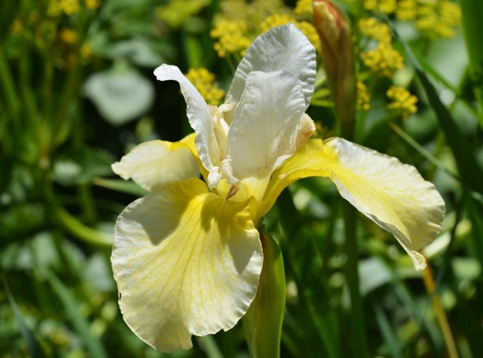 Iris sibirica 'Butter and Sugar'