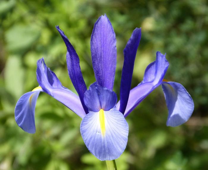 Iris xiphium