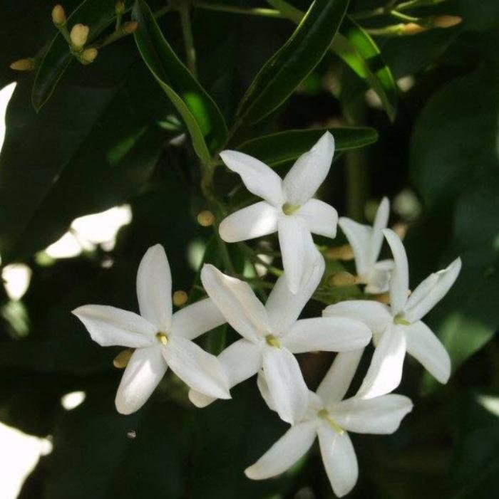 Jasminum tortuosum