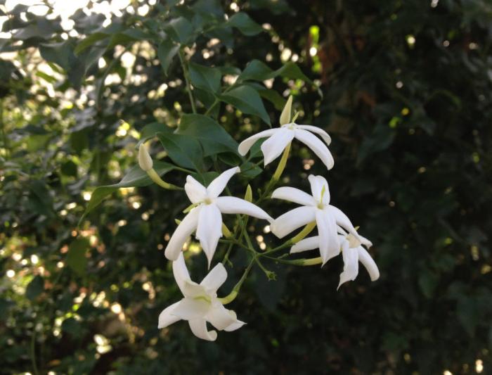 Plant photo of: Jasminum tortuosum